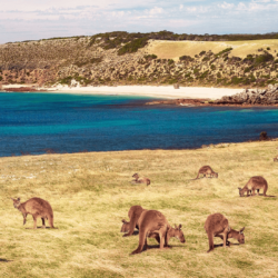 Kangaroo Island, Australia