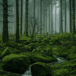 black forest - Jerman