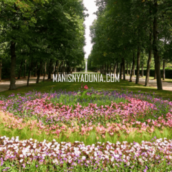 manisnyadunia